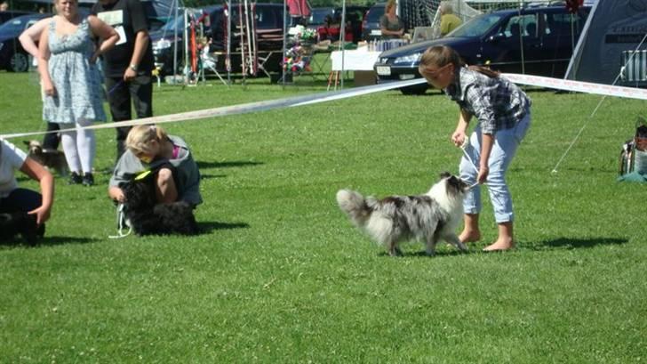 Lhasa apso Tanna er nu en stjerne pm billede 9
