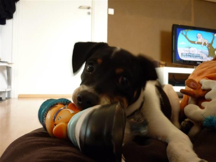 Dansk svensk gaardhund Hannibal billede 12