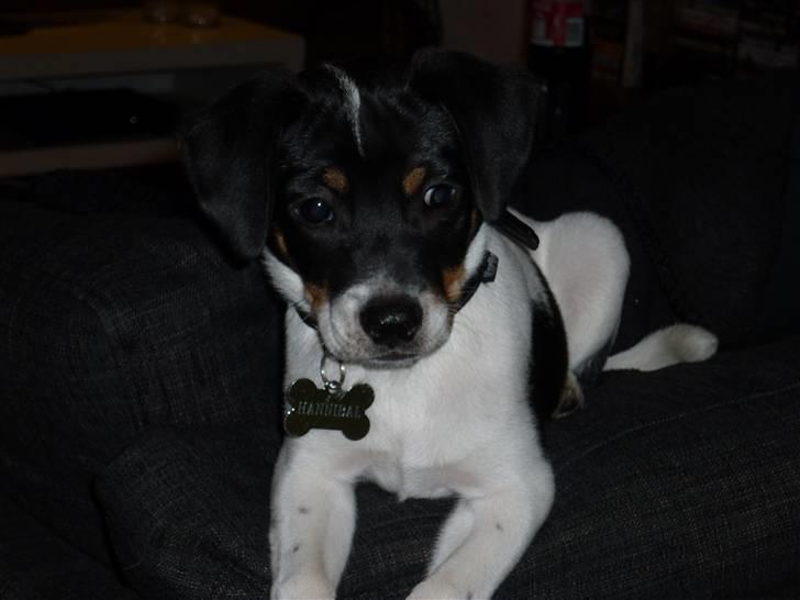 Dansk svensk gaardhund Hannibal billede 13