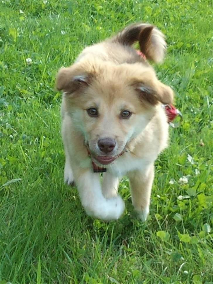 Islandsk fårehund Eyla billede 10