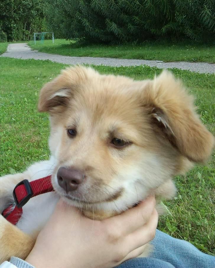 Islandsk fårehund Eyla billede 11