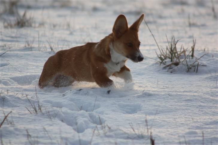 Welsh corgi cardigan Fanny - Fanny for fuld udblæsning. 2/12 10 billede 1