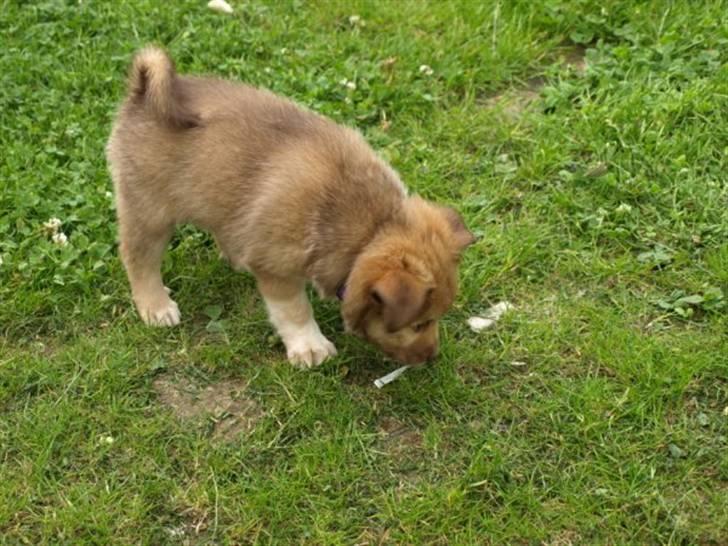 Islandsk fårehund Eyla billede 12