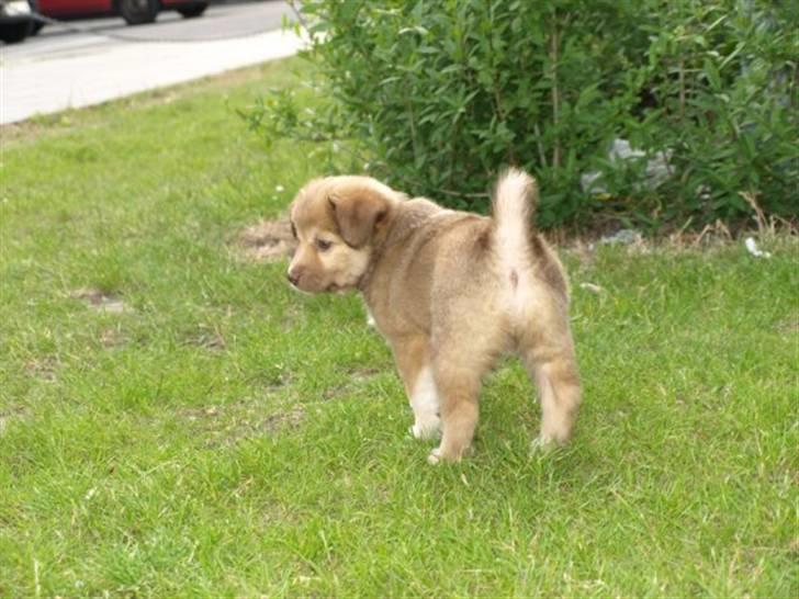 Islandsk fårehund Eyla billede 13