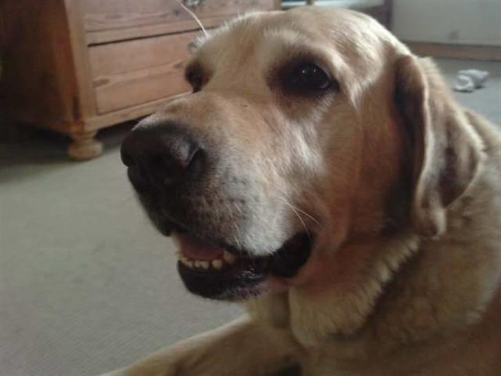 Labrador retriever |Skipper  billede 8