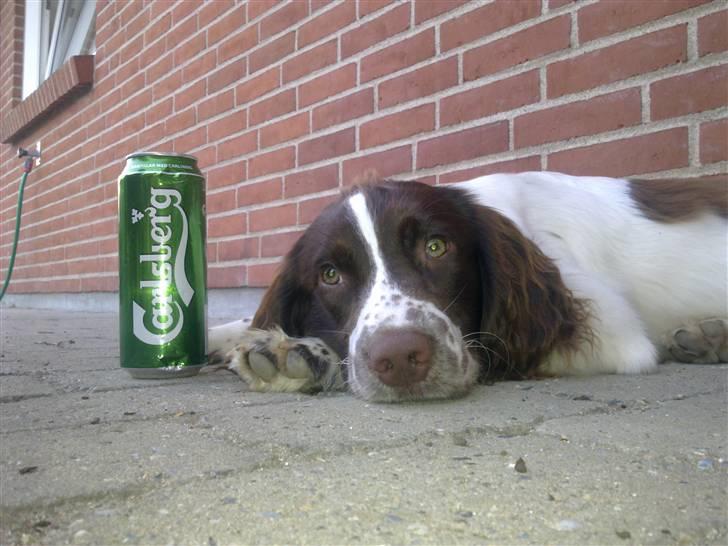 Engelsk springer spaniel Sako - Fyraften billede 9