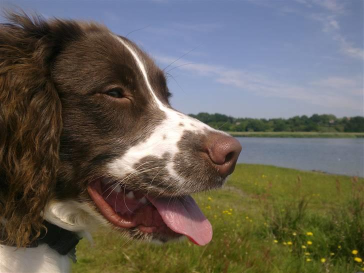 Engelsk springer spaniel Sako - En varm sommerdag, fik mig en dukkert senere billede 10