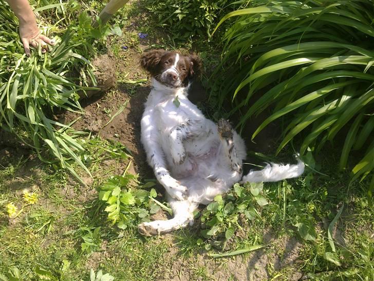 Engelsk springer spaniel Sako - De gamle laver have, jeg ligger mig i hullerne billede 11