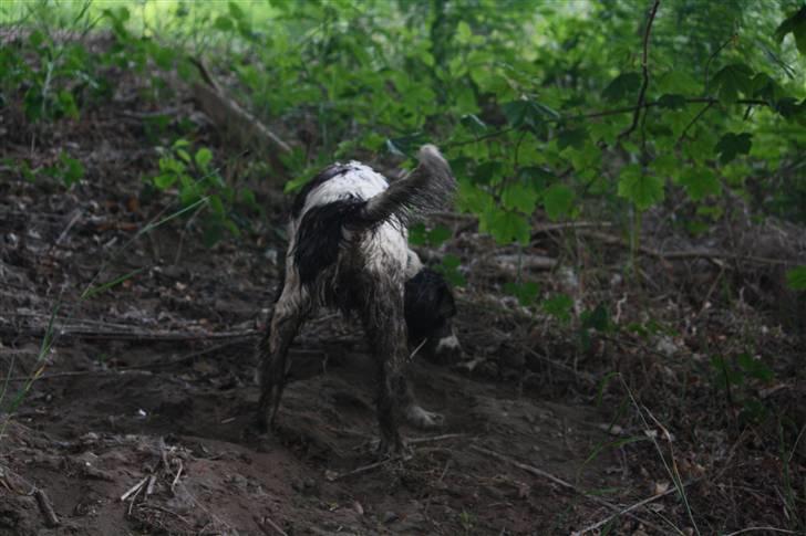 Engelsk springer spaniel Sako - Elsker at bade, og elsker at blive beskidt. billede 12