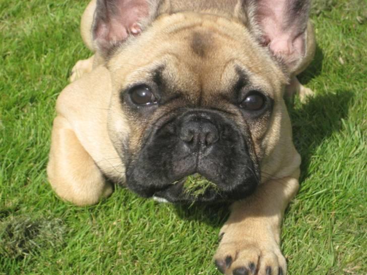 Fransk bulldog Greenhills Diva Rumina billede 1