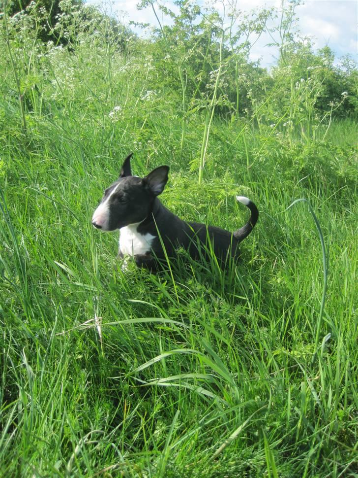 Bullterrier Flemming 08.04.2010 - Mit Første eventyr uden for haven.. jeg er 6 uger gammel billede 7