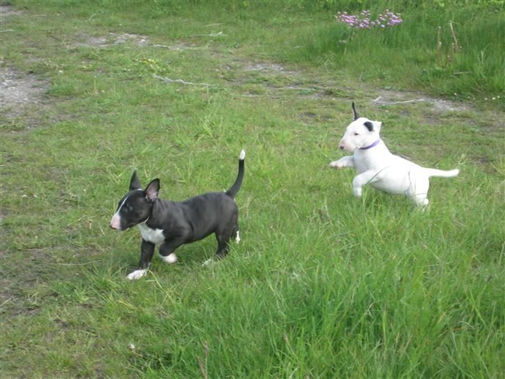 Bullterrier Flemming 08.04.2010 - Leger ta-fat med lille søster sonja billede 8