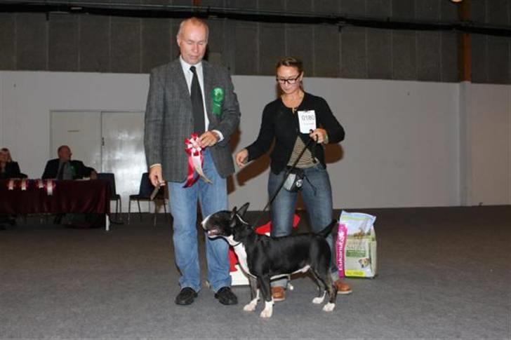 Bullterrier Flemming 08.04.2010 - Best in show at Års 2010, BIS billede 9