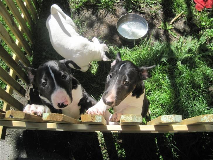 Bullterrier Flemming 08.04.2010 - Så er vi i haven hele familien billede 10