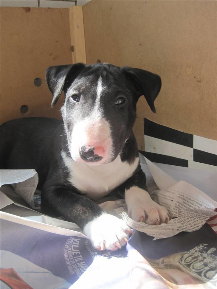 Bullterrier Flemming 08.04.2010 - Var lige ved at falde i søvn billede 11