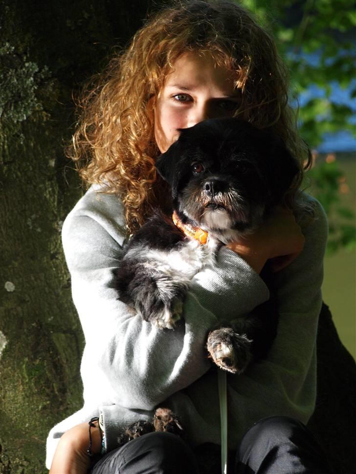 Lhasa apso Jessy billede 8