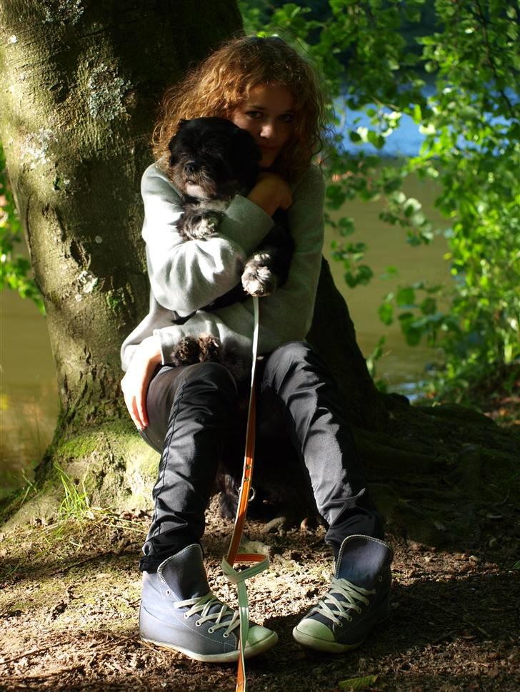 Lhasa apso Jessy billede 9