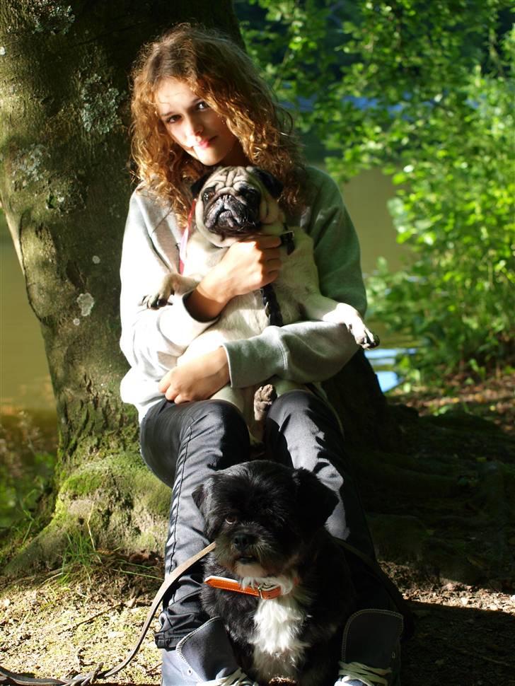 Lhasa apso Jessy billede 10