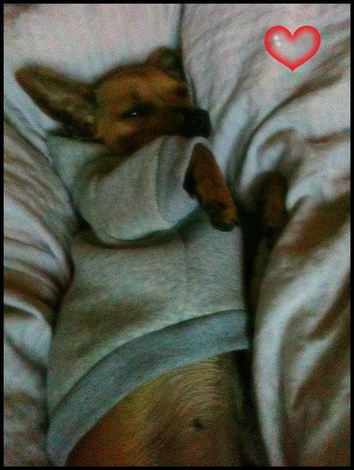 Chihuahua Baby - Model billede af min smukke hund<3 billede 2