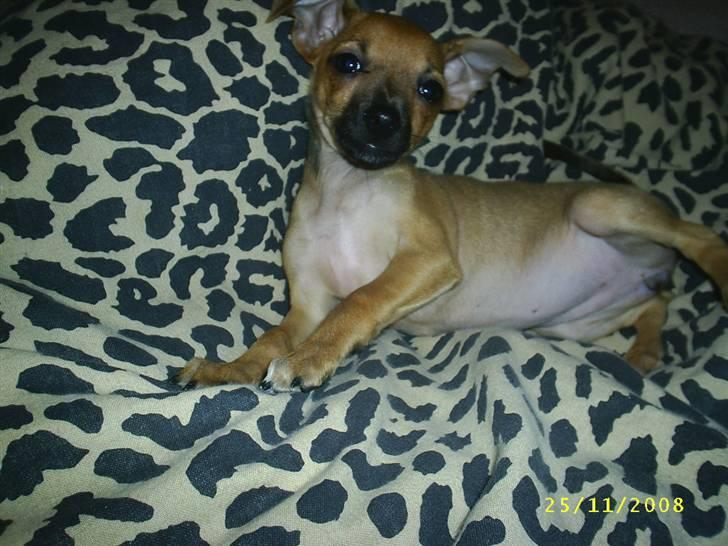 Chihuahua Baby - baby som hvalp<3  billede 5