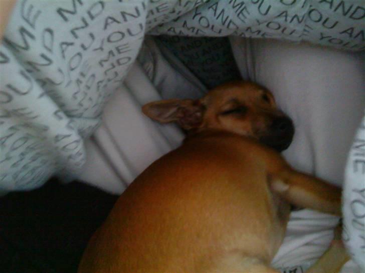 Chihuahua Baby - baby som sover på den mærkeligste måde!  billede 6