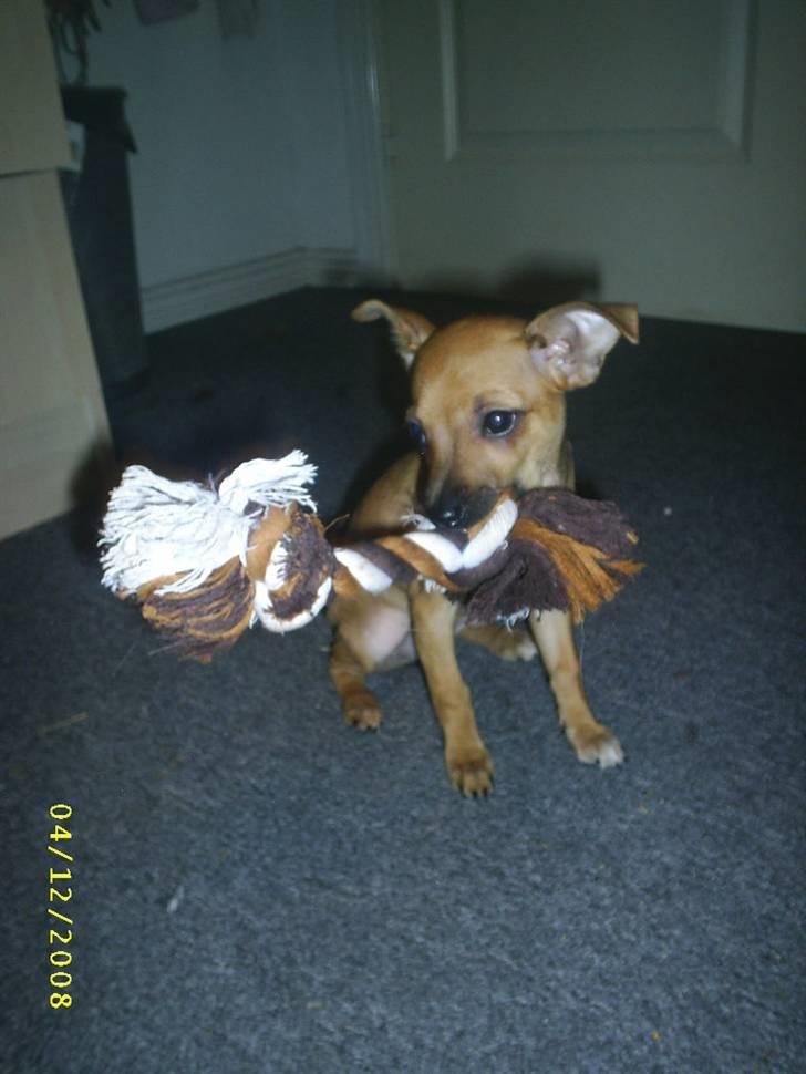 Chihuahua Baby - baby som hvalp<3 billede 8