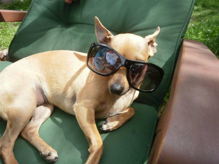 Chihuahua Baby - baby der lånte mine solbriller :P billede 11