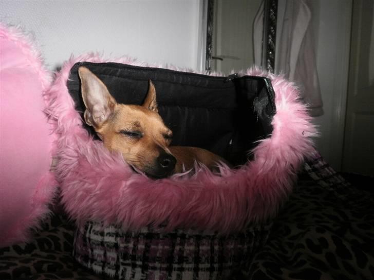 Chihuahua Baby - baby elsker sin taske <3 billede 13