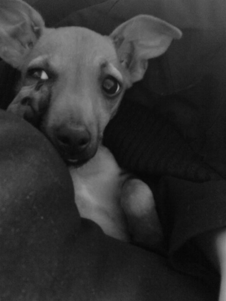 Chihuahua Baby billede 14