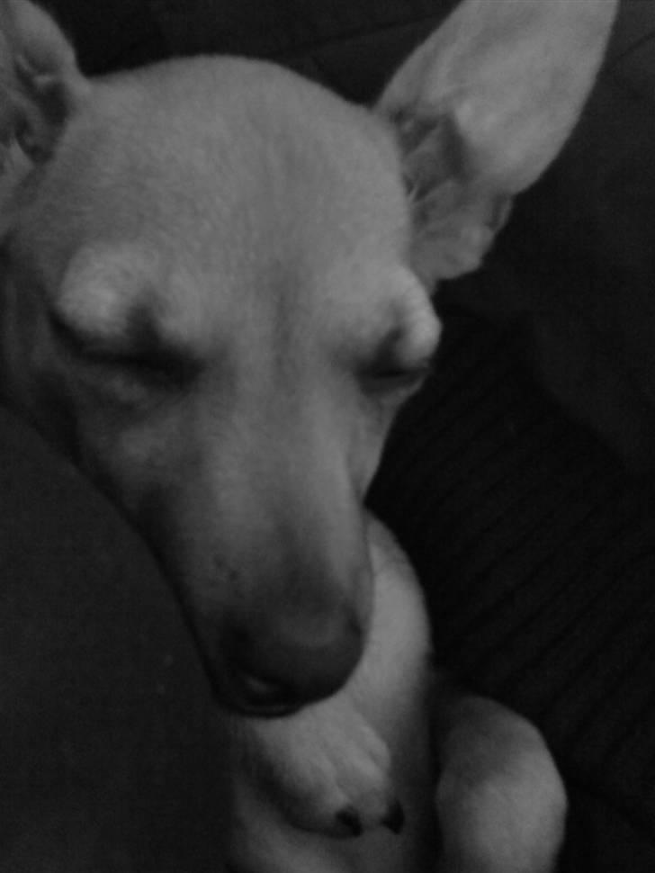 Chihuahua Baby billede 15