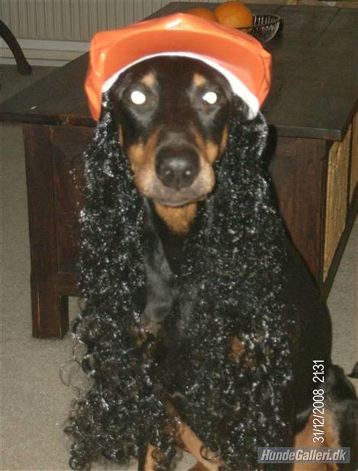 Dobermann Tusca R.I.P. billede 19