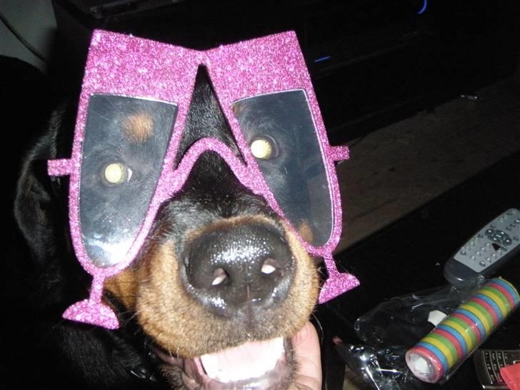 Rottweiler Zita Elvira Andersen - Nytårs aften 2010 billede 14