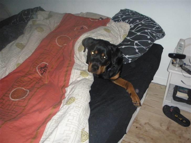 Rottweiler Zita Elvira Andersen - Må jo endelig ikk ligge i sengen så gemmer mig billede 15