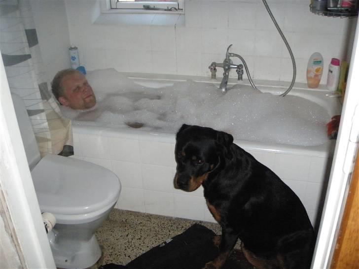 Rottweiler Zita Elvira Andersen - MOAR:::: Må jeg os gern gå i bad med far billede 16
