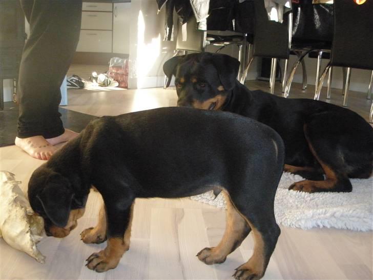 Rottweiler Zita Elvira Andersen - Min nye lille bror vil have mit tygge ben billede 18