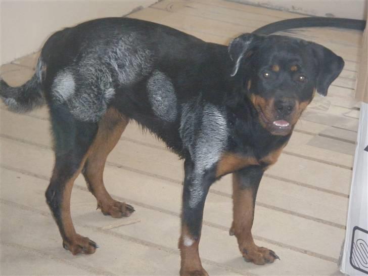 Rottweiler Zita Elvira Andersen - Se jeg har hjulpet mor med at male billede 20