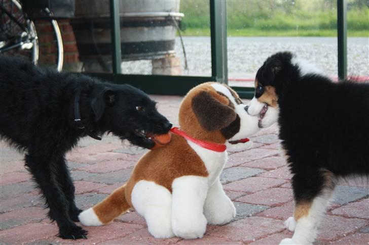 Blanding af racer - Hilda billede 20