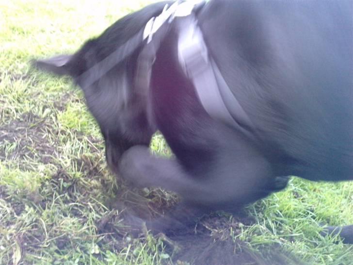 Blanding af racer Zeus - Vi var til hundetræning med Zeus og det eneste han ville var at grave i den skide græsplæne :P billede 16