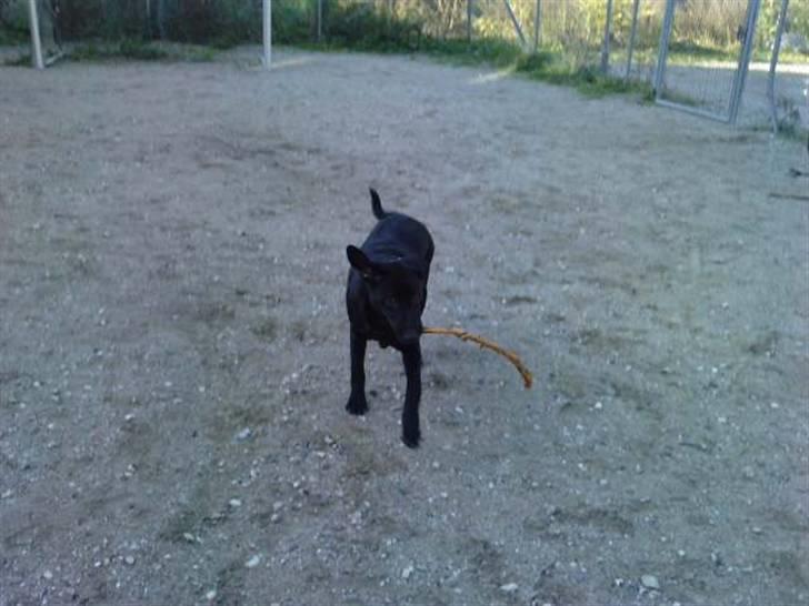 Blanding af racer Zeus - over og løbe i buret..  billede 17