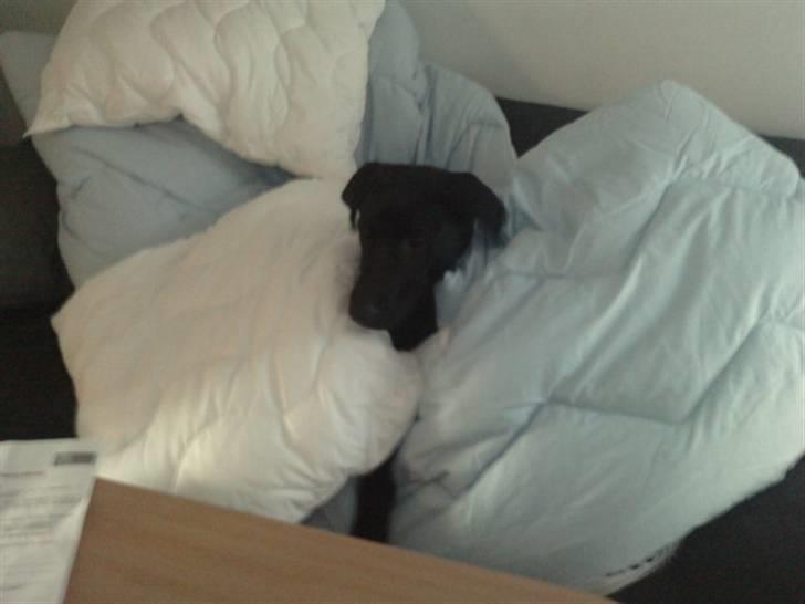 Blanding af racer Zeus - Lig købt helt nye dyner, og det synes Zeus jo var heeeeelt fantastisk  billede 18