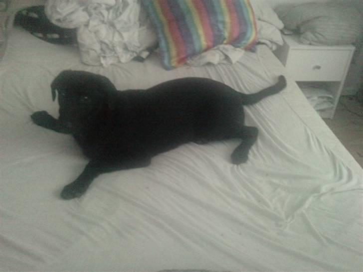 Blanding af racer Zeus - Zeus har fået heeele sengen for sig selv så ;d skal nydes. billede 19