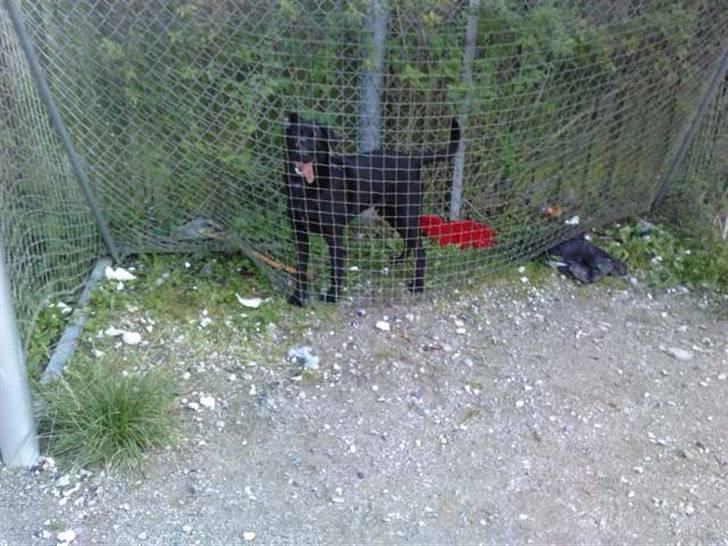 Blanding af racer Zeus - Prøver at få en pind ud af hegnet, og efter 1o min gav han op og kigged´ bar dumt på os haha. billede 20