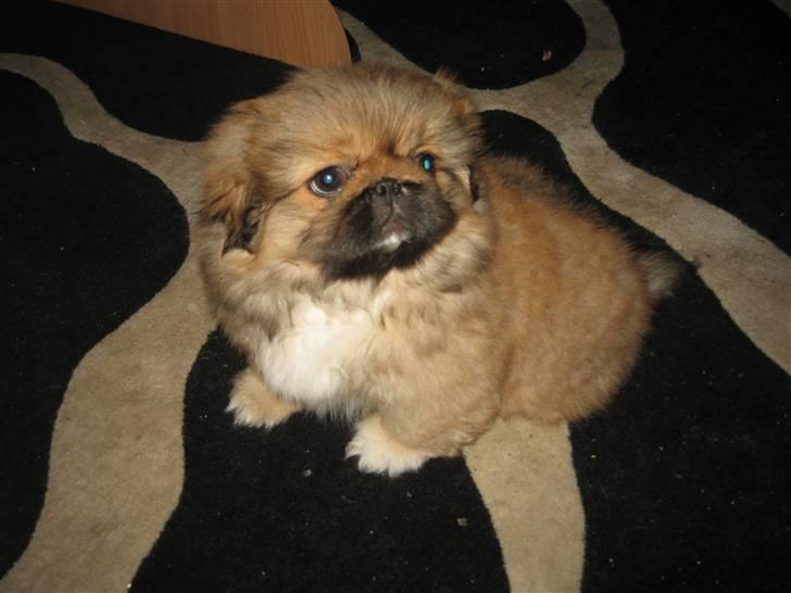 Pekingeser Gigi Aka babyhunden billede 1