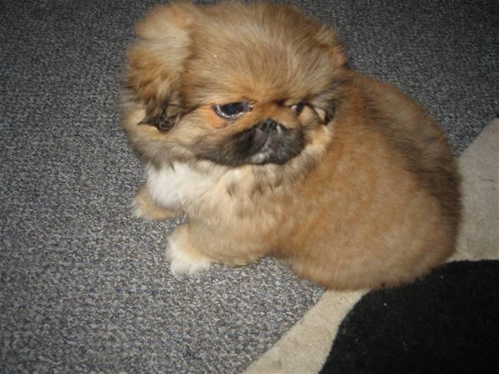 Pekingeser Gigi Aka babyhunden billede 2