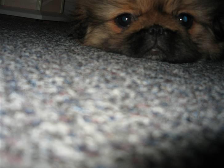 Pekingeser Gigi Aka babyhunden billede 3