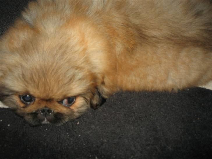 Pekingeser Gigi Aka babyhunden billede 4