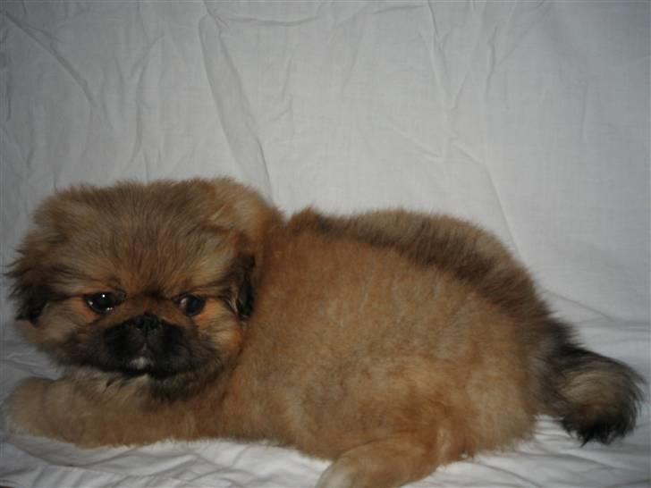 Pekingeser Gigi Aka babyhunden billede 6