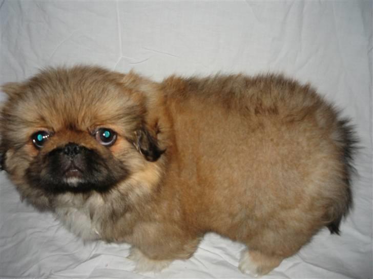 Pekingeser Gigi Aka babyhunden billede 7