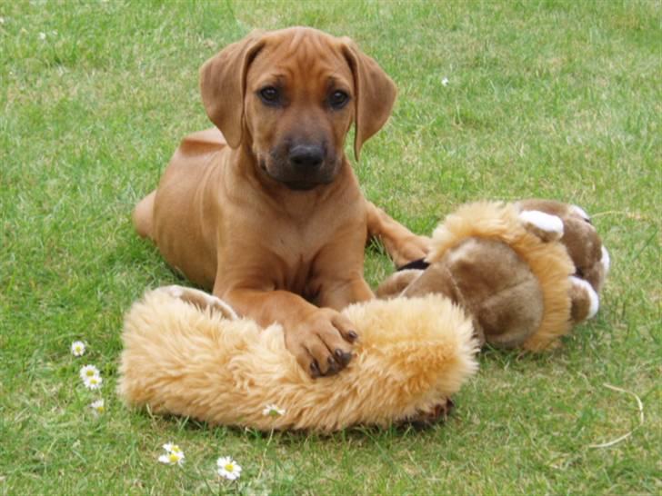 Rhodesian ridgeback Tabili billede 6