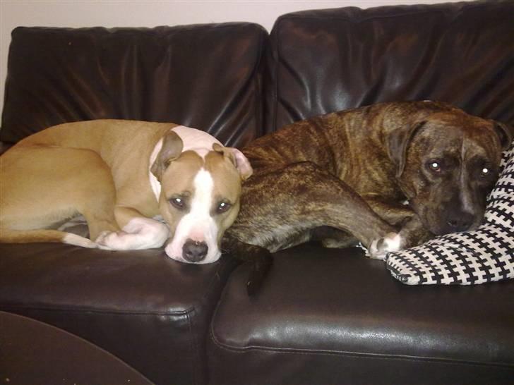 Amerikansk staffordshire terrier Pancho RIP MY LOVE <3 billede 17